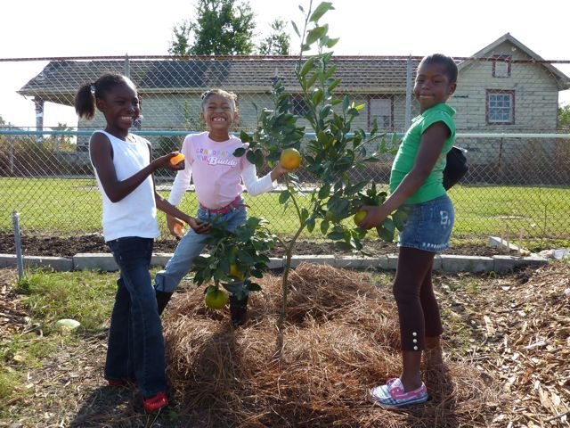 Planting orchards for schoolchildren worldwide