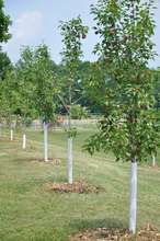 Fruit Tree 101 orchard soon after planting