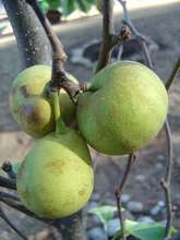 Harvest from Fruit Tree 101 orchard