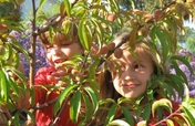 Planting orchards for schoolchildren worldwide