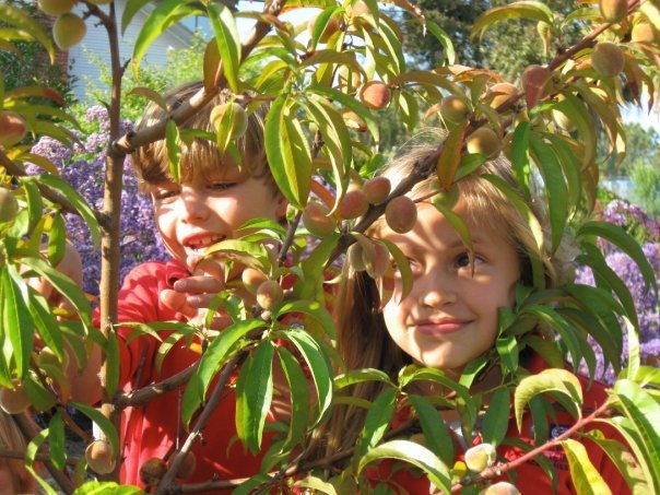 Planting orchards for schoolchildren worldwide