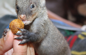 Feed our Mongoose Bandit for a whole year!