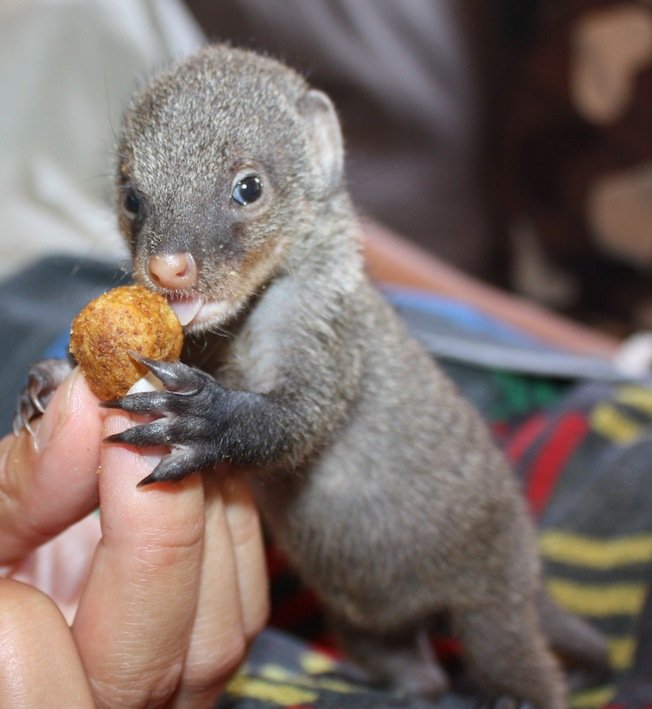 Feed our Mongoose Bandit for a whole year!