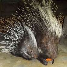 Spikey and baby share a carrot