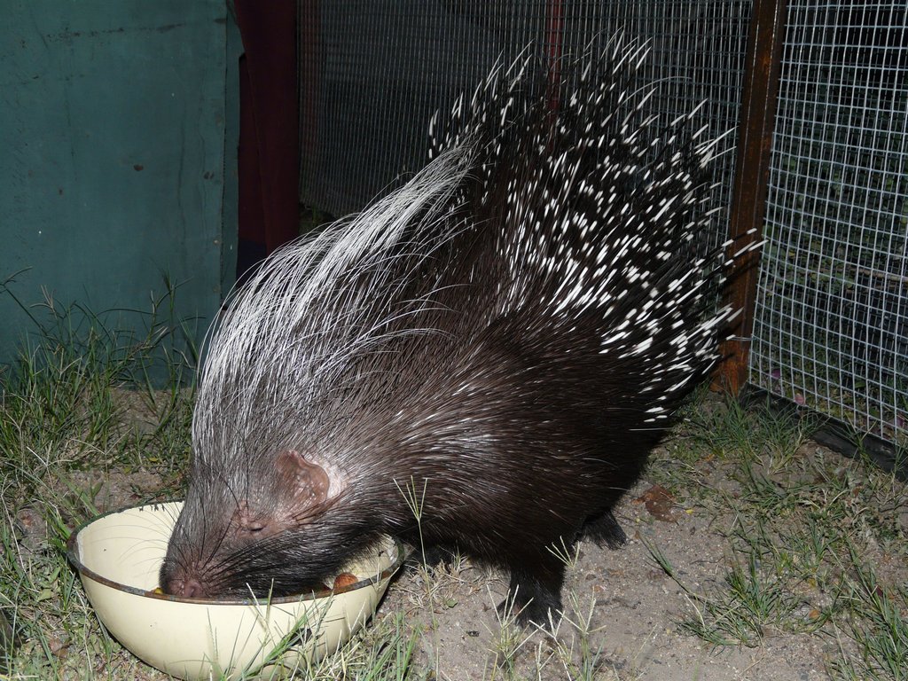 Feed our porcupine, Yster, for a year!
