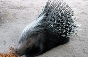 Feed our porcupine, Yster, for a year!