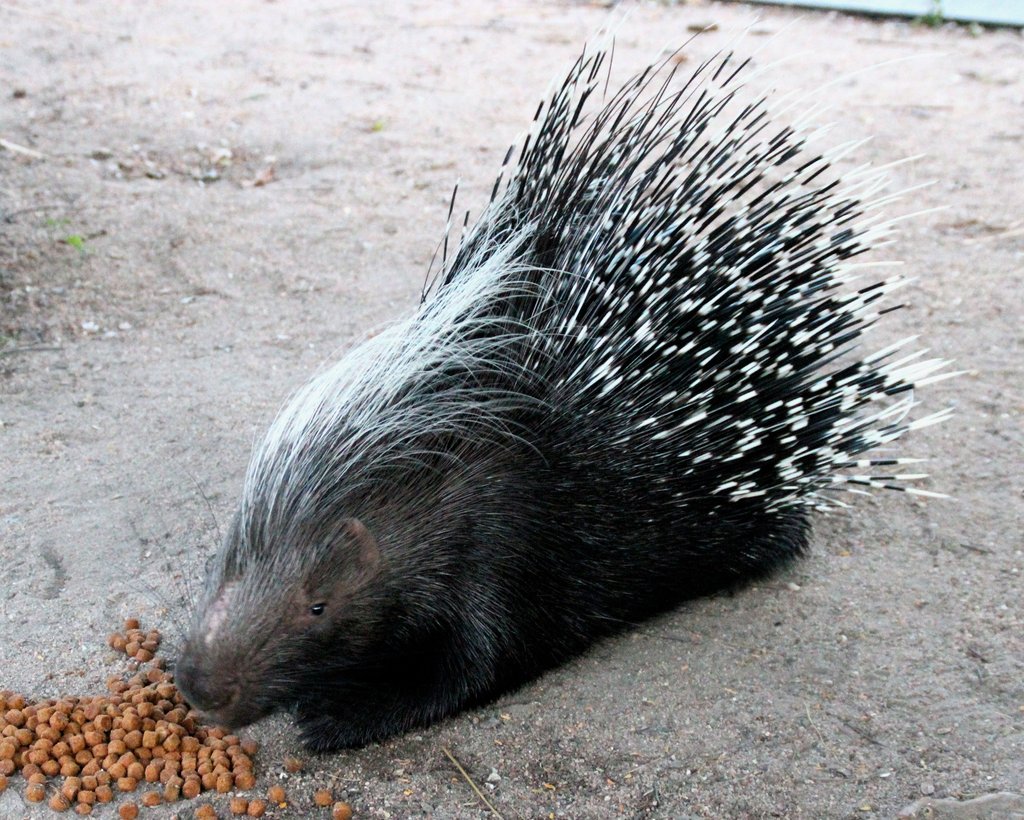 Feed our porcupine, Yster, for a year!