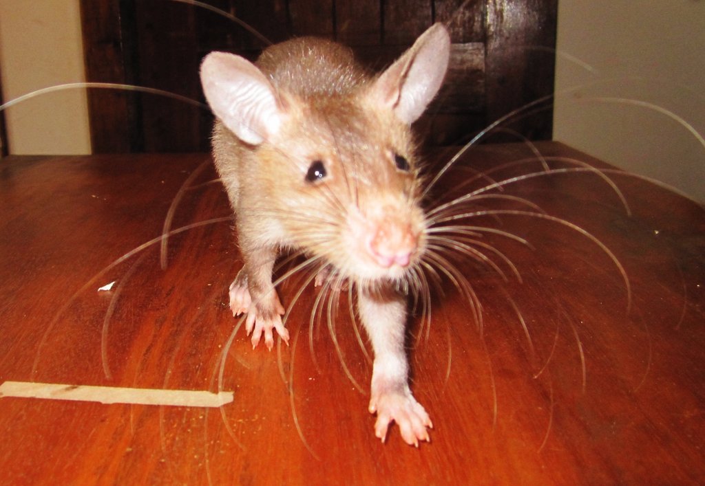 Train Mark the HeroRat to find landmines in Africa