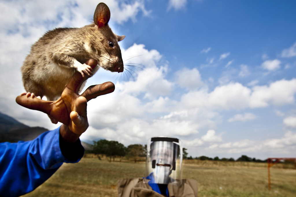 Train Mark the HeroRat to find landmines in Africa