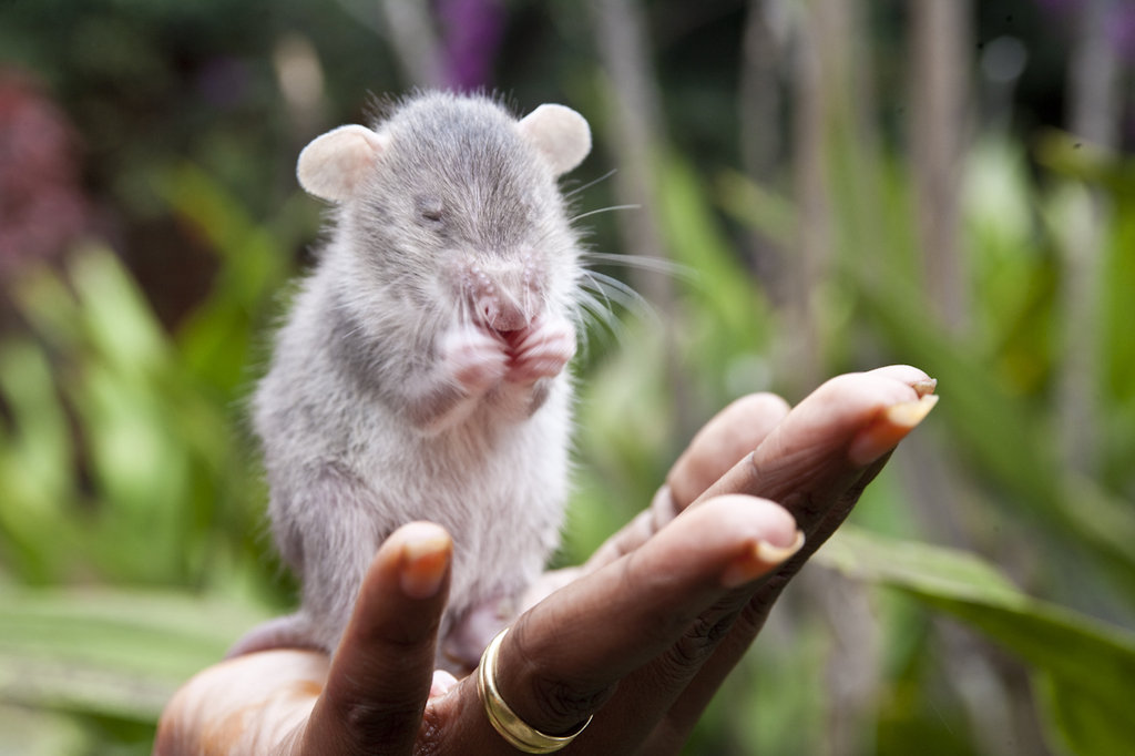 Train Mark the HeroRat to find landmines in Africa