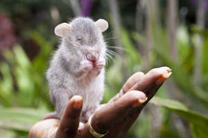 HeroRAT in training to find landmines