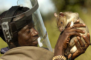 Tanzanian trainers love their HeroRATs!