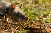 Train Mark the HeroRat to find landmines in Africa