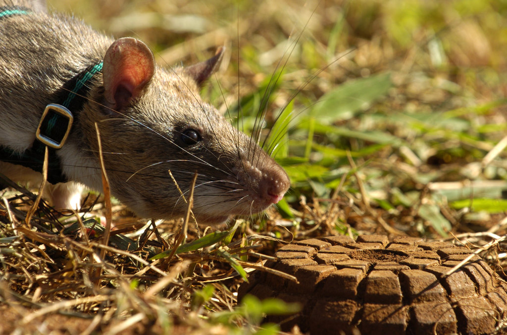 Train Mark the HeroRat to find landmines in Africa