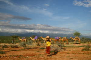 Greeting the camels