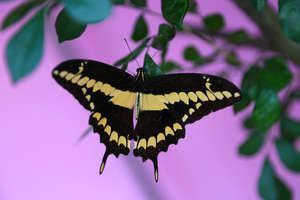 Mariposa in the schoolyard