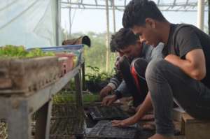 Students are seedling the seeds
