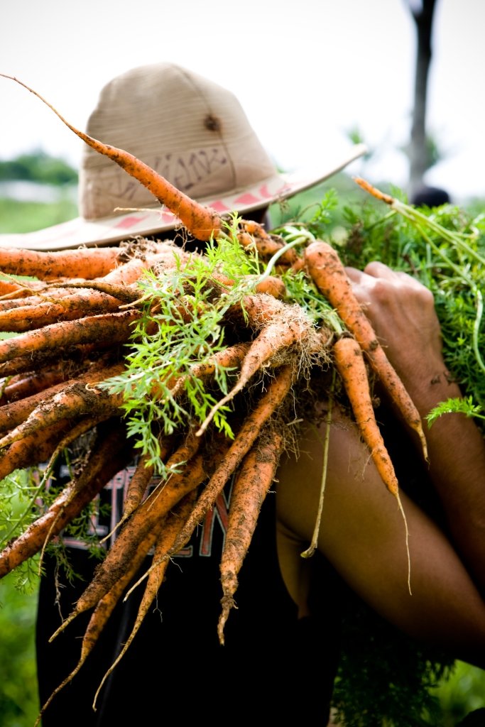 Save 50 Youth with Regenerative Agriculture