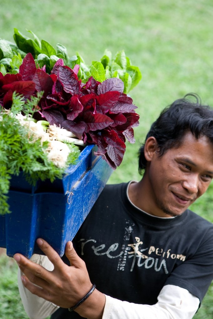 Fresh and organic vegetables