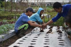 Planting activity in the farm