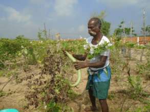 In the organic garden of Cuddalore school