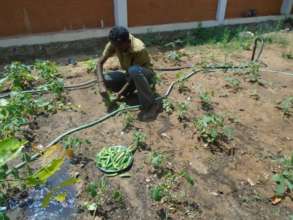 Organic garden - 2
