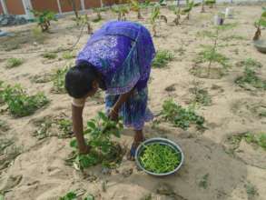 Organic garden - 3