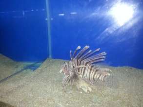 What fishes are these!