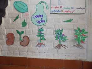 Growth cycle