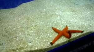 Star fish!