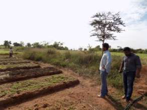 Organic garden