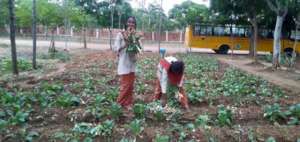 Vanavasi-school-kitchen-plants-31-07-2019-3