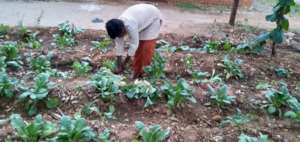 Vanavasi-school-kitchen-plants-31-07-2019-2