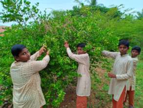 Vanavasi-school-kitchen-plants-31-07-2019-4