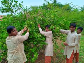 Vanavasi-school-kitchen-plants-31-07-2019-4