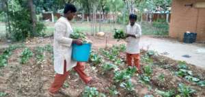 Vanavasi-school-kitchen-plants-31-07-2019-1