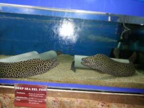 At the aquarium - 2