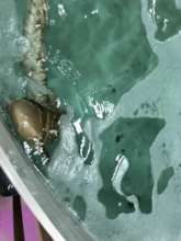 A zebra shark in the quarantine area