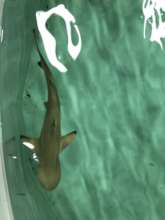 A blacktip reef shark in the quarantine area