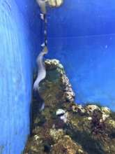 Moray eel being fed at the Israel Aquarium
