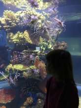 A young visitor greets the lionfish