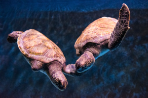 Two rescued green sea turtles have joined us!