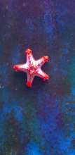 Red Knob Starfish