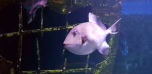 Triggerfish