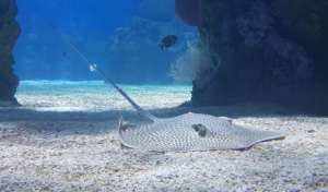 One of the new whiprays