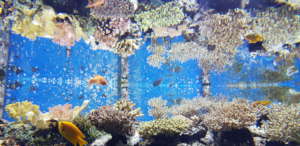 The Coral Tank