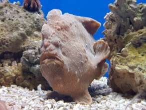 New Frogfish