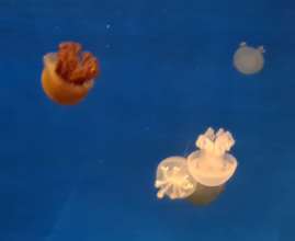 The new jellies