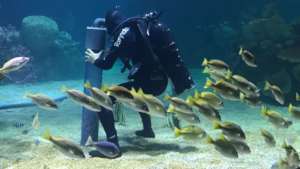 Volunteer diver cleaning one of the tanks