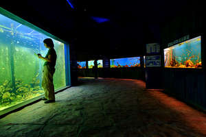 Staff Training at the Wet Side Story Exhibit